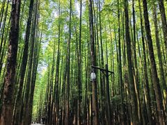 -山王坪喀斯特国家生态公园