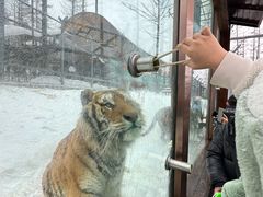 -横道河子东北虎林园