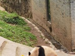 -都江堰中华大熊猫苑