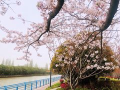 -高东镇樱花园