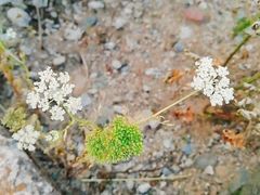 -德克士(宽甸店)