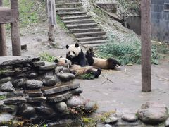 -中国大熊猫保护研究中心雅安碧峰峡基地