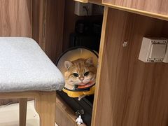 -瑞鹏宠物医院犬猫全科(真大分院)