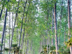 -合肥滨湖国家森林公园