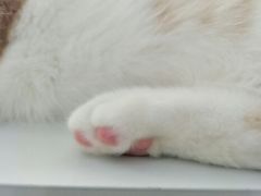 -喵的天空名猫咖啡馆·撸猫·猫舍·用品