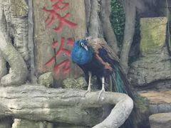 -野象谷景区