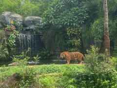 -海南热带野生动植物园