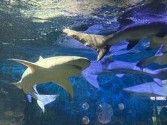 -烟台海昌鲸鲨海洋公园