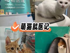 -美迦爱-动物医院·骨科·牙科·夜诊(朝阳路诊疗中心)