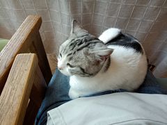-吉丁鸟咖·异宠·寄养