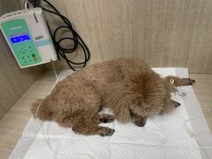 -北京观赏动物医院·24小时大型综合·猫专科·异宠专科