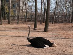 -大连森林动物园