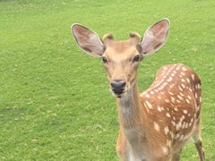 -必胜客(姜堰北大街店)