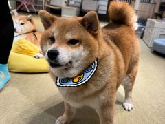 -逗柴咖啡屋·狗咖猫咖宠物桌游