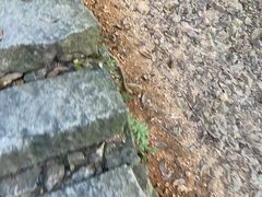 -灵顺寺