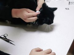 -美联众合动物医院·伴可分院·内科中心医院