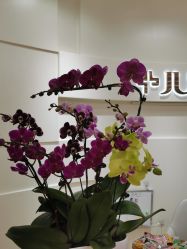 -JUVA欧华医美连锁