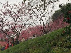 -重庆彩云湖湿地公园