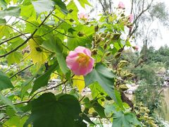 -花洲书院