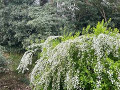 -中国茶叶博物馆(双峰馆区)