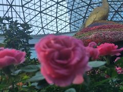 -花之城