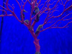 -多彩贵州城极地海洋世界