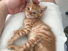 -安安宠医宠物医院·异宠·犬猫内科(岳阳分院)