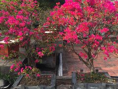 -胡里山炮台