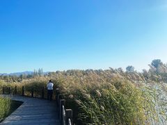 -野鸭湖国家湿地公园