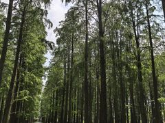 -渌洋湖湿地公园