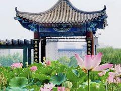 -莲花池公园