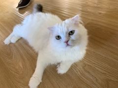 -猫和宫(六道口店)