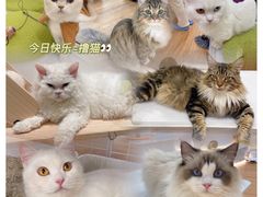 -COLOR PETS 撸猫馆·购猫·猫咖(长风大悦城店)
