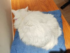 -有猫主题·治愈系猫咖(曾厝垵店)