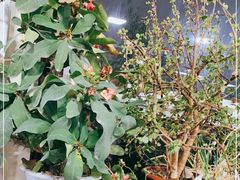 -北京龙庆四季香农家饭庄·灶台鱼·碳烤虹鳟鱼(龙庆峡店)