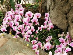 -北京植物园-展览温室