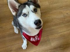 -Husky Go! 哈士奇体验馆·宠物咖啡厅狗咖