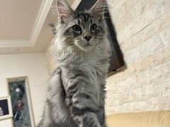 -爱侣宠医·鹦鹉专科·小型哺乳类·异宠专科(灵石路店)