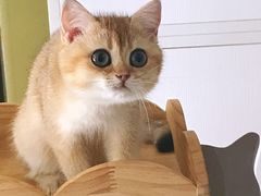 -东方名猫馆·英短金渐层布偶猫舍(环线广场1号楼店)