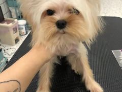 -BABIT巴比特宠物(MOMOPARK店)