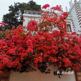 鼓浪屿，情侣的打卡圣地。极具浪漫主义的海滨小岛