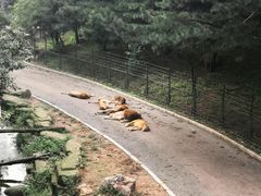 -大连森林动物园