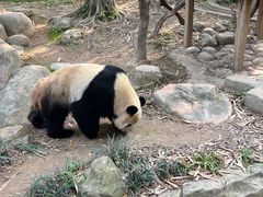 -广州长隆野生动物世界