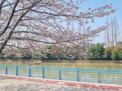 -高东镇樱花园