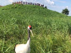 -黑龙江扎龙生态旅游区