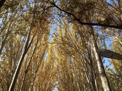 -艾提尕尔清真寺