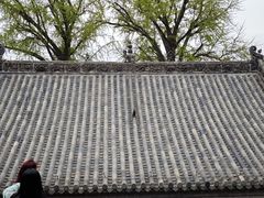 -泰山风景名胜区-普照寺