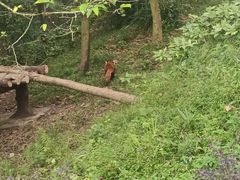 -都江堰中华大熊猫苑