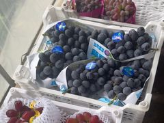 -马陆小张葡萄园农家乐