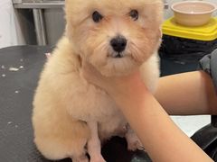 -狗不理喵子(百富路店)